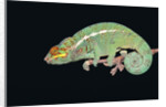 Panther Chameleon Clinging to Branch by Anonymous