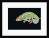 Panther Chameleon Clinging to Branch by Anonymous