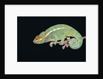 Panther Chameleon Clinging to Branch by Anonymous