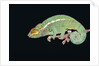Panther Chameleon Clinging to Branch by Anonymous