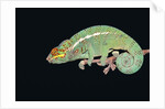 Panther Chameleon Clinging to Branch by Anonymous
