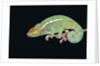 Panther Chameleon Clinging to Branch by Anonymous