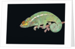 Panther Chameleon Clinging to Branch by Anonymous