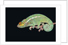 Panther Chameleon Clinging to Branch by Anonymous