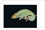 Panther Chameleon Clinging to Branch by Anonymous