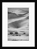 Sossusvlei Sand Dunes by Anonymous