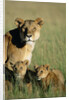 Lioness Sitting with Cubs by Anonymous