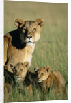 Lioness Sitting with Cubs by Anonymous