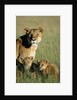 Lioness Sitting with Cubs by Anonymous