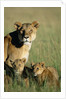 Lioness Sitting with Cubs by Anonymous