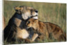 Lioness and Cub Resting on the Savanna by Anonymous
