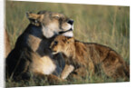 Lioness and Cub Resting on the Savanna by Anonymous
