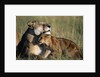 Lioness and Cub Resting on the Savanna by Anonymous