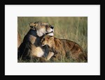 Lioness and Cub Resting on the Savanna by Anonymous