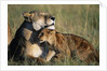 Lioness and Cub Resting on the Savanna by Anonymous