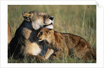 Lioness and Cub Resting on the Savanna by Anonymous