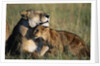 Lioness and Cub Resting on the Savanna by Anonymous