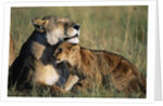 Lioness and Cub Resting on the Savanna by Anonymous