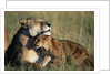 Lioness and Cub Resting on the Savanna by Anonymous