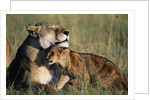 Lioness and Cub Resting on the Savanna by Anonymous
