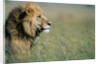 Male Lion in Tall Grass by Anonymous