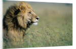 Male Lion in Tall Grass by Anonymous