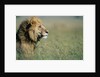Male Lion in Tall Grass by Anonymous