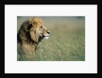 Male Lion in Tall Grass by Anonymous