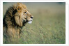Male Lion in Tall Grass by Anonymous