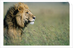 Male Lion in Tall Grass by Anonymous