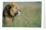 Male Lion in Tall Grass by Anonymous