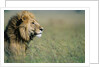 Male Lion in Tall Grass by Anonymous