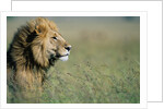 Male Lion in Tall Grass by Anonymous