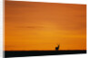 Impala Silhouette at Sunrise by Anonymous
