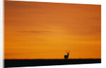Impala Silhouette at Sunrise by Anonymous
