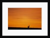 Impala Silhouette at Sunrise by Anonymous