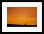 Impala Silhouette at Sunrise by Anonymous