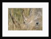 White Rhinoceros by Anonymous