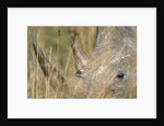 White Rhinoceros by Anonymous