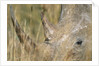 White Rhinoceros by Anonymous