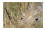White Rhinoceros by Anonymous