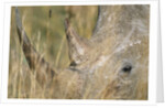 White Rhinoceros by Anonymous