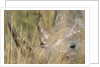 White Rhinoceros by Anonymous