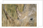 White Rhinoceros by Anonymous