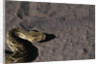 Puff Adder on Sand by Anonymous