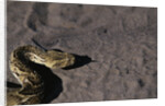 Puff Adder on Sand by Anonymous