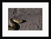 Puff Adder on Sand by Anonymous