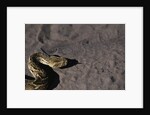 Puff Adder on Sand by Anonymous