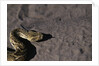 Puff Adder on Sand by Anonymous