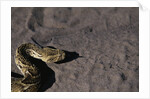 Puff Adder on Sand by Anonymous